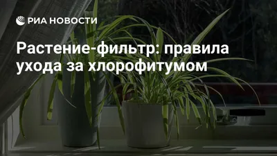 Уход за комнатными цветами | Муниципальное бюджетное дошкольное  образовательное учреждение детский сад № 28