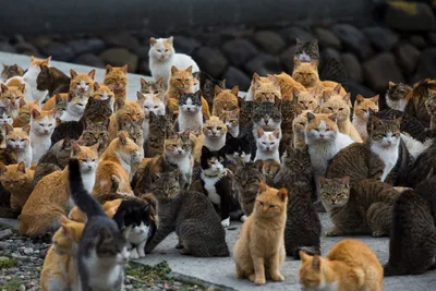 Сколько кошек картинки