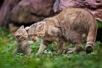 Сколько кошек оптимально держать дома | Кошка.ru | Дзен