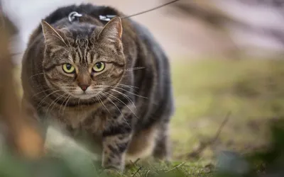 Сколько лет живут уличные и домашние коты и кошки, отличия по породам