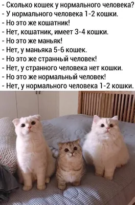 Сколько длится стресс у кота