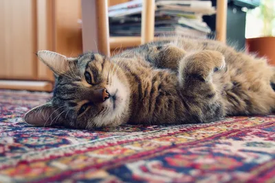 Сколько живут коты: сколько лет в среднем живут кошки в домашних условиях |  Блог зоомагазина 