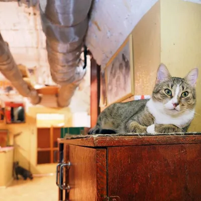 Лечащий врач котов Эрмитажа рассказала о пристрастиях необычных пациентов |  Ветеринария и жизнь