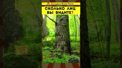 Визуальная головоломка: обычные люди видят здесь 5 лиц, а сколько видите вы  | Психология и Факты | Дзен