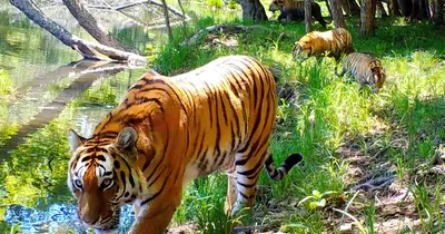 Полосатый праздник: сколько тигров обитает в Амурской области ▸ 
