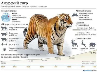 Хищный, умный, полосатый: 11 фактов о тиграх - Телеканал «О!»