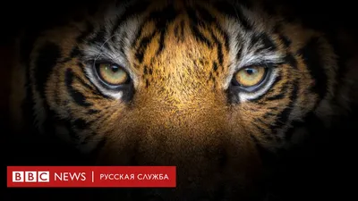 Сколько тратят на реабилитацию пострадавших от человека тигров в ДФО -  Российская газета