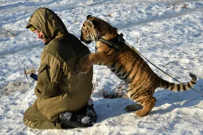 Краснокнижный подсчет. Сколько амурских тигров в России? | Природа |  Общество | Аргументы и Факты