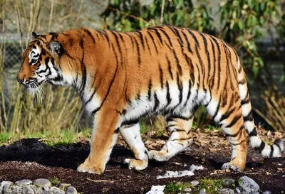 Сколько живут тигры - МРОО "Центр "Тигр"
