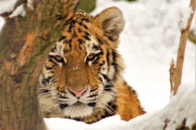 Вопрос, расколовший Индию: убивать ли тигров-людоедов? - BBC News Русская  служба