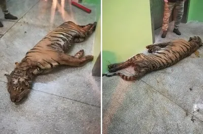 Фото в зоопарке и здоровый тигр | Пикабу