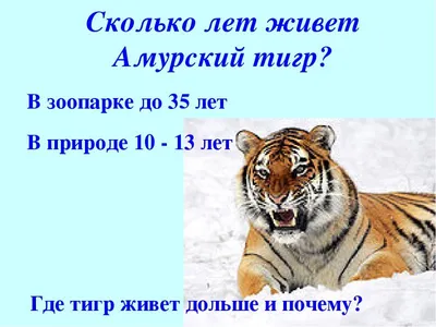 В Приморье рассказали, сколько в России тигров и как их различать - РИА  Новости, 