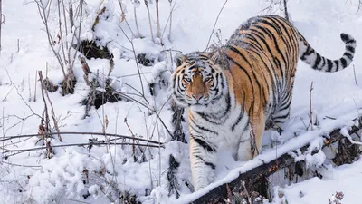 В Приморье тигр напал на сторожа пасеки - 