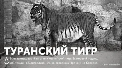 Кто такой амурский тигр?