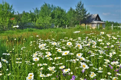 Крепитесь люди, скоро лето (Митяев) (ноты)