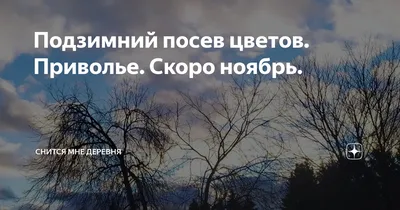 Подзимний посев цветов. Приволье. Скоро ноябрь. | Снится мне деревня | Дзен