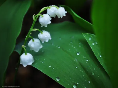 Фото: Скоро весна.. Фотограф Ирина Якубчик. Натюрморт - Фотосайт Расфокус.ру