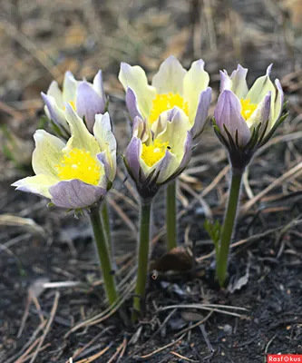 Фото: Скоро весна. Фотограф Анатолий Иргл. Природа - Фотосайт Расфокус.ру