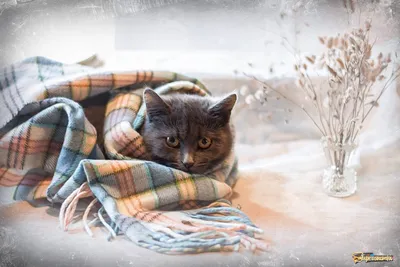 Скоро зима... (Ноябрь) | Фотосайт СуперСнимки.Ру