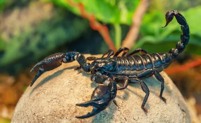 Скорпион черный азиатский (Heterometrus petersi) купить в Планете экзотики