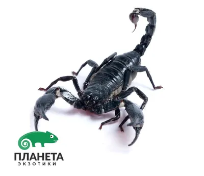 Брелок из обсидиана знак зодиака "Скорпион" 122025 купить в Волгограде в  интернет-магазине Уральский сувенир