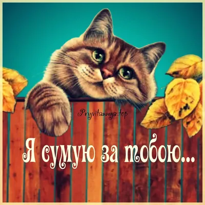 Сумую за тобою | Cute cat, Cats, Animals