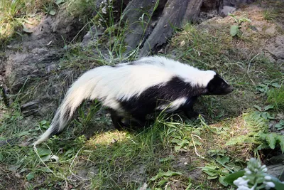 Малыш малого пятнистого скунса (Spilogale gracilis) | Пикабу