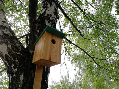 Вы можете купить скворечник «расписной»