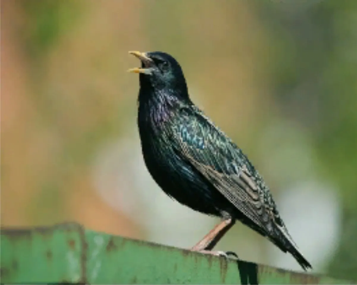 Шпак скворец. Обыкновенный скворец (Sturnus vulgaris). Желтогрудый скворец.