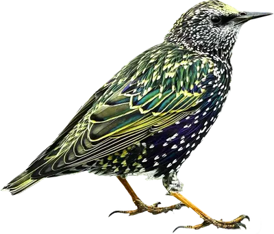 Птица Обыкновенный Скворец - Бесплатное изображение на Pixabay - Pixabay