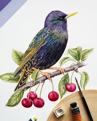 Скворец птица рисунок - 80 фото