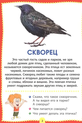 Пристрастие к корму для скота удлинило клюв североамериканских скворцов.  Кроме того, они уменьшились по сравнению с предками из Евразии