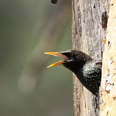 Весна - поет скворец / Spring - Starling singing. Photographer Ritam  Melgunov