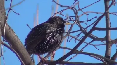 Жаворонки и скворцы прилетели в Воронежскую область в первые дни весны