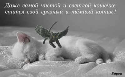 спокойной ночи! 😻😴good night! пожелание сладких снов от котиков! самых сладких  снов! - YouTube