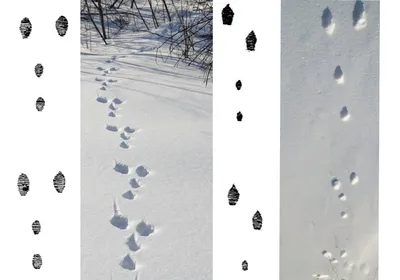 Фото - В зоне ЧАЭС появились следы дикой белки, выдры и волка на мартовском  снегу