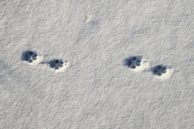 Белка и её следы на снегу