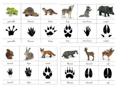 California Mammal Clip Art | Картинки: Следы животных для детей | Wild  animals silhouettes, Animal line drawings, Animals