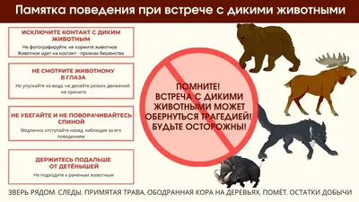 Следы животных и птиц на снегу – схемы с названиями | Вдохновение  (Огород.ru)