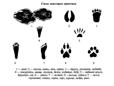 Раскраски, карточки диких животных, карточки диких животных, Следы от  собачьих лап, Трафареты Контуры Контуры животных , Дельфин, карточки  домашних животных, Примеры поделок из пластилина с рыбами и птицами. Лепим  животных.