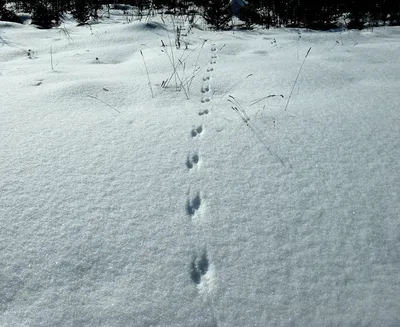 Следы на снегу 1 Бесплатная загрузка фотографий | FreeImages