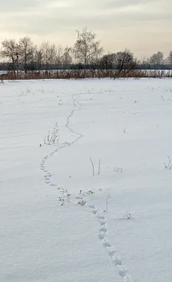 Следы зверей на снегу - какие животные зимой в лесу бродят | Природа и  экология | annie_wild_life | Дзен