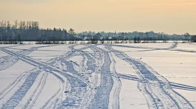 Следы животных на снегу, фото с названиями / Сибирский охотник