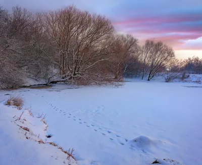 Следы зверей на снегу - какие животные зимой в лесу бродят | Природа и  экология | annie_wild_life | Дзен