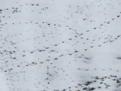 Следы животных на снегу (53 фото) - 53 фото