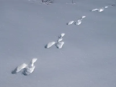 Следы зайца на снегу картинки