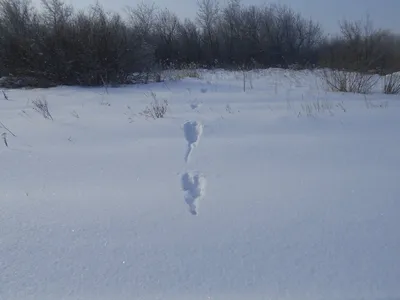 Рисунок следы на снегу зайца (много фото) - 