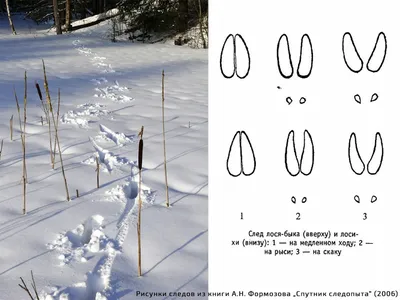 Следы зверей и птиц. Как определить след зверя