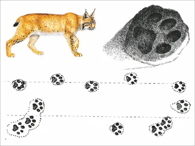 Следы животных в лесу - карточки Монтессори купить и скачать