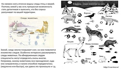 По следам на снегу». Животные Первомайского района | Интерактивное  образование